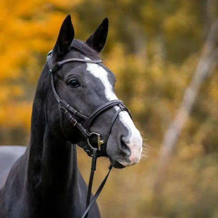 Herm. Sprenger Dynamic RS Eggbutt Bit With D-shaped Rings 14 Mm Double Jointed 40414 - Image 2