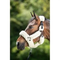 HFI Cosy Halter