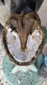 Kevin Bacon Hoof Solution - Image 3