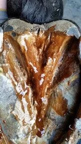 Kevin Bacon Hoof Solution - Image 5