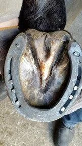 Kevin Bacon Hoof Solution - Image 6
