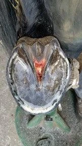 Kevin Bacon Hoof Solution - Image 8