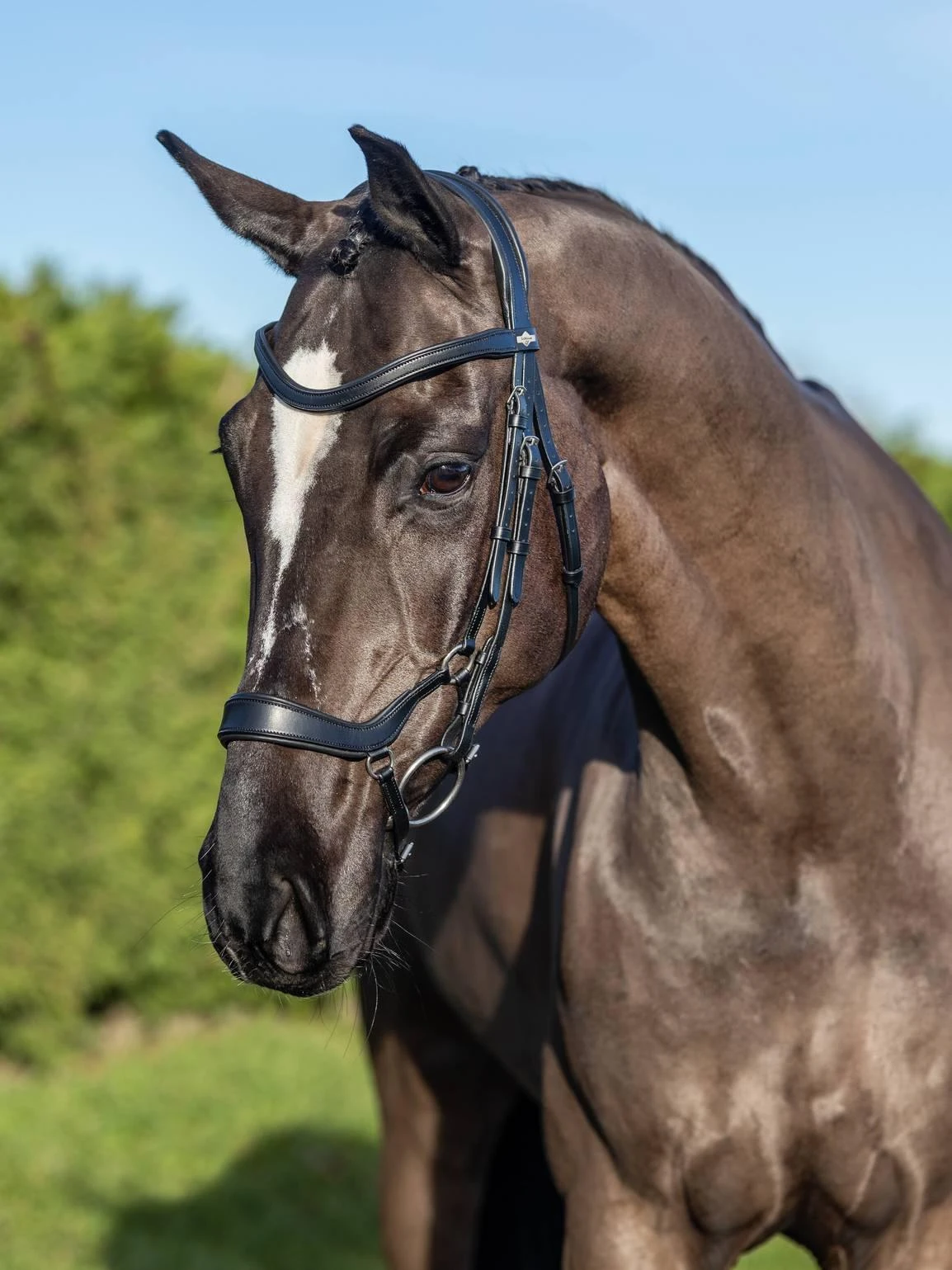 LeMieux Arika Drop Bridle - Image 10