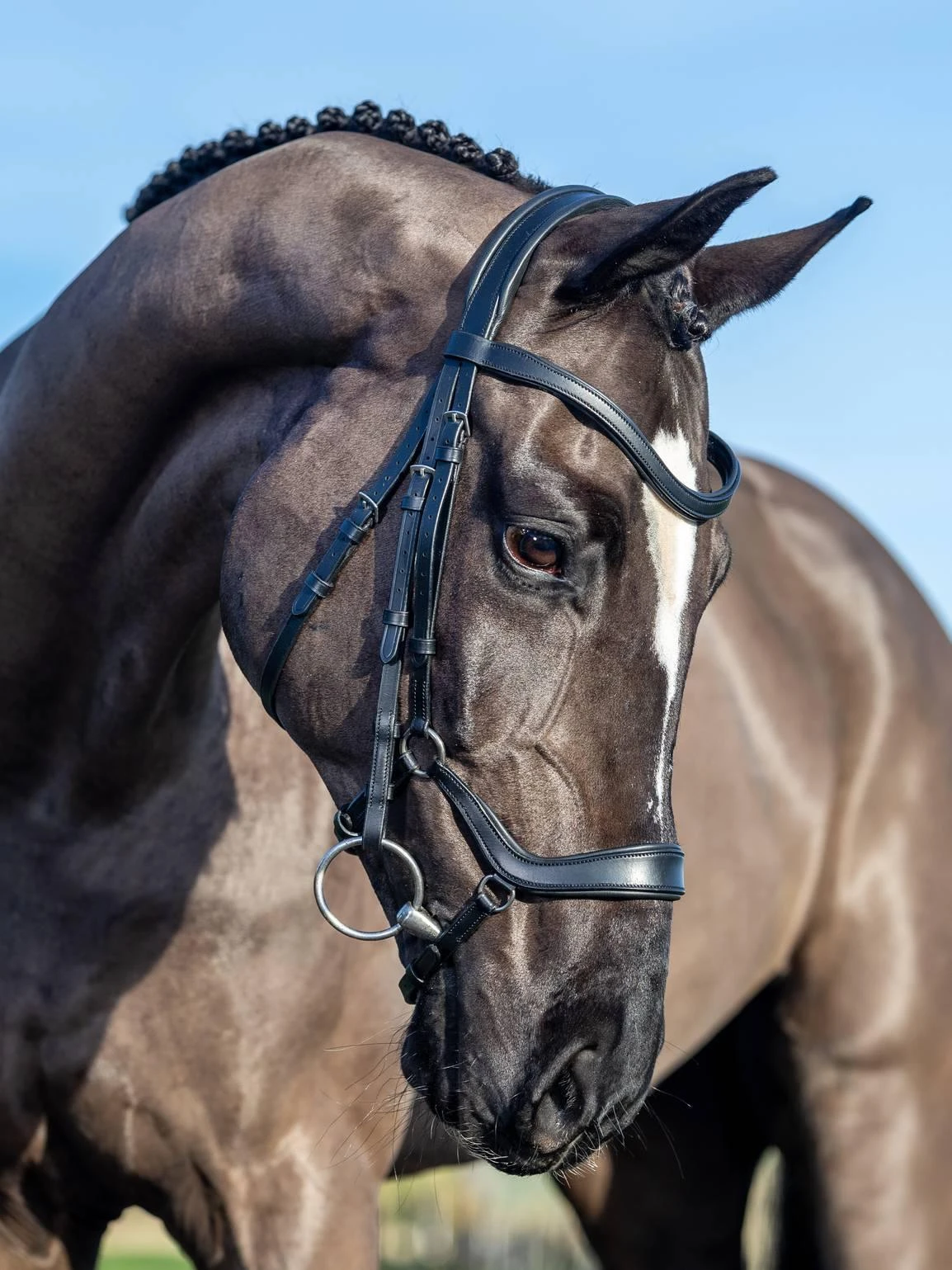 LeMieux Arika Drop Bridle - Image 7