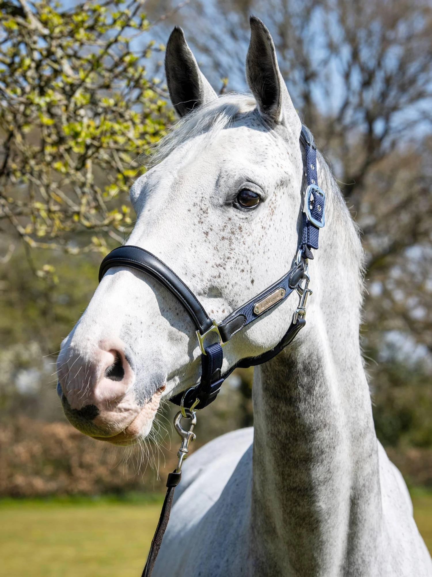 LeMieux Capella Headcollar - Image 3