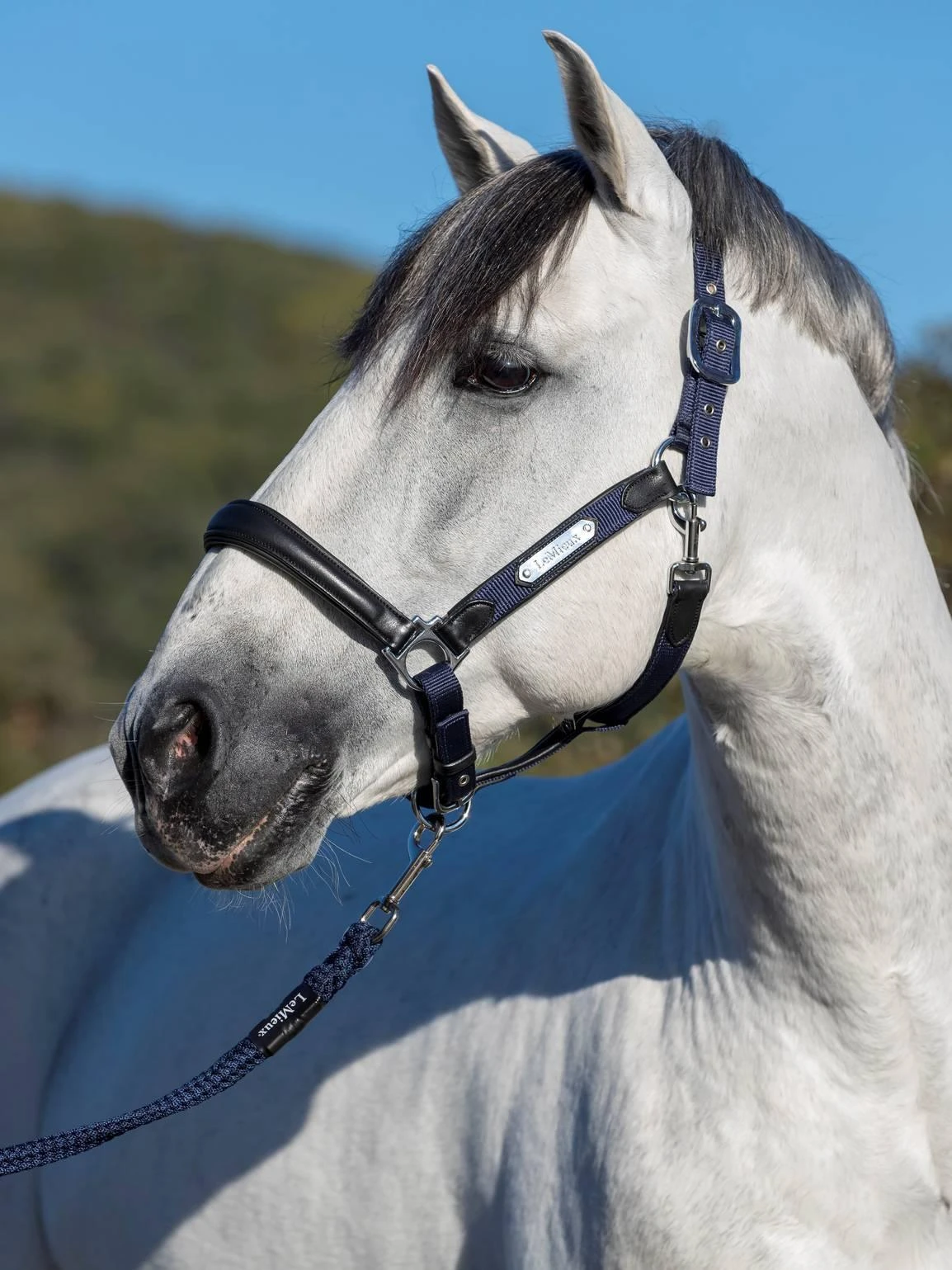 LeMieux Capella Headcollar - Image 4