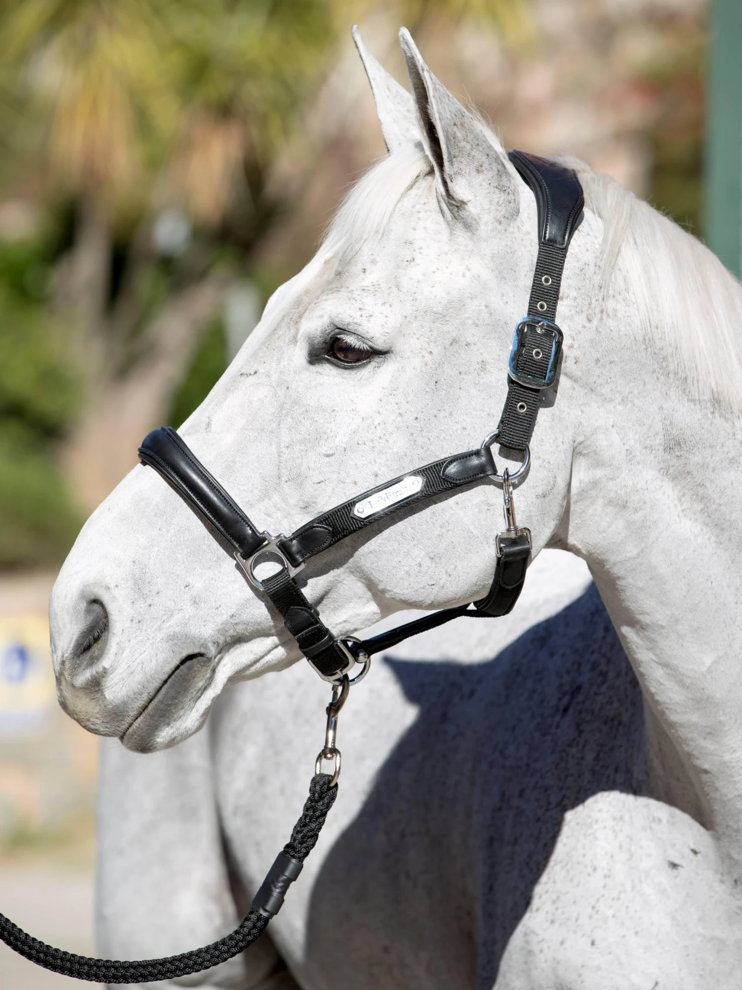 LeMieux Capella Headcollar - Image 5
