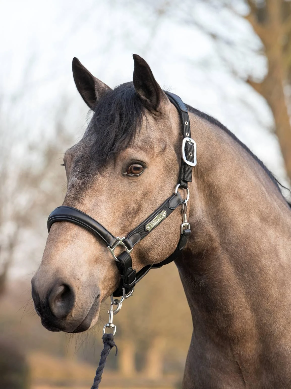 LeMieux Capella Headcollar - Image 6