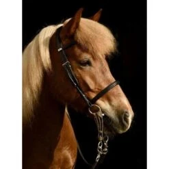 Stübben Island 2300 Bridle