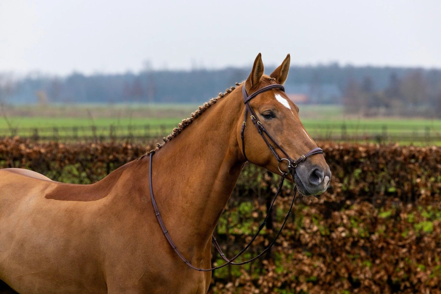 Trust Barcelona Adjusted Drop Noseband Bridle - Image 5