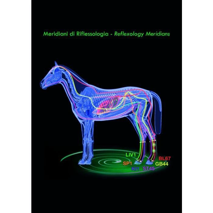 Zandona Therapeutic Support Boot Air Rear - Image 2